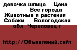 девочка шпица  › Цена ­ 40 000 - Все города Животные и растения » Собаки   . Вологодская обл.,Череповец г.